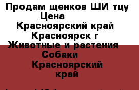 Продам щенков ШИ тцу. › Цена ­ 20 000 - Красноярский край, Красноярск г. Животные и растения » Собаки   . Красноярский край